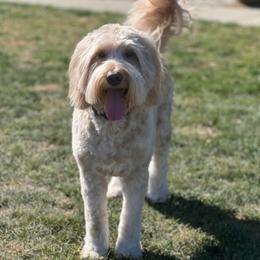 Stella - Goldendoodle