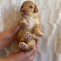 Sugar - Cream male Goldendoodle puppy in Caldwell, Idaho from Leila Pearson