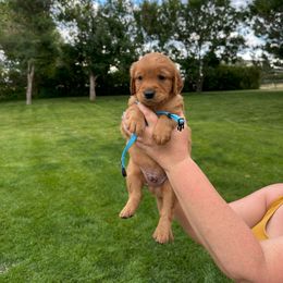 Boy 4 - male Golden Retriever puppy in Gillette, Wyoming from WyoGold Retrievers