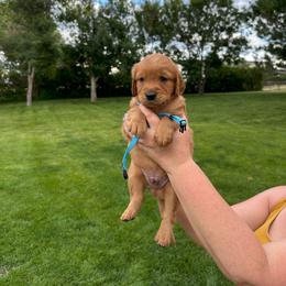 Boy 4 - male Golden Retriever puppy in Gillette, Wyoming from WyoGold Retrievers