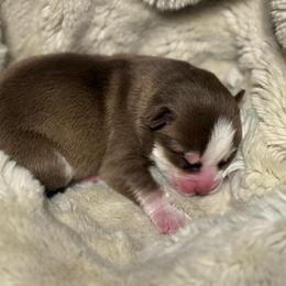 Miata - Chocolate female Pomsky puppy in Greenfield, Minnesota from SRF Pomskies