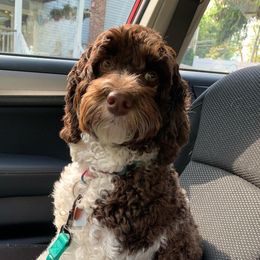 Sadie - Australian Labradoodle