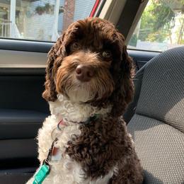Sadie - Australian Labradoodle