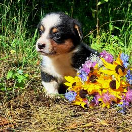 Molly Pitcher - Black and white female American Corgi puppy in Gouverneur, New York from St. Lawrence Corgis