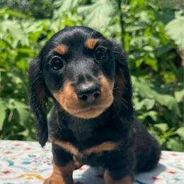 Black and tan Girl  2 - Black and tan female Dachshund puppy in Alice, Texas from Crimson’s longhair Dachshunds