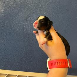 Purple - Tri-color female Bernedoodle puppy in Casper, Wyoming from 307 Doodles
