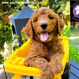Trickster - Red  male Goldendoodle puppy in Greer, South Carolina from South Paw Doodles