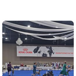 Weimaraner Puppies from So-IN Weimaraner's