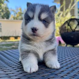 Sol - Blue male Pomsky puppy in Boonville, Indiana from Elysian Pomskies