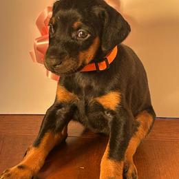 Bella - Black and rust female Doberman Pinscher puppy in Aurora, Georgia from Davis Doberman Pinschers