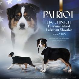 Patriot  - Australian Shepherd
