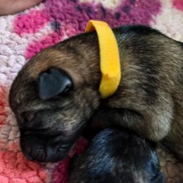 Sunshine - Sable female German Shepherd puppy in Southern Maryland, Maryland from Reddington Shepherds