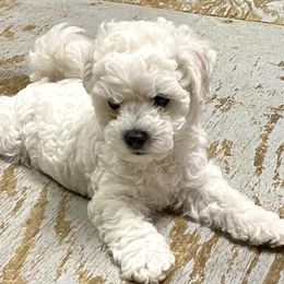 Bichon Frise Puppies from Four Oaks