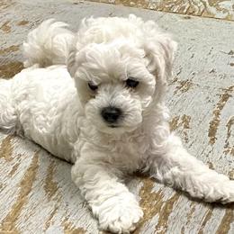 Bichon Frise Puppies from Four Oaks