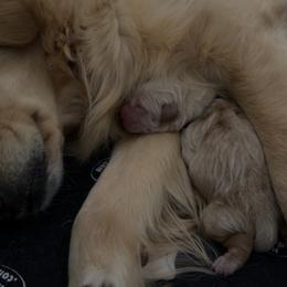Joyce - Golden female Golden Retriever puppy in Duncan, South Carolina from Glimmer Goldens