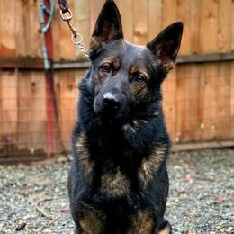 Sergeant - German Shepherd