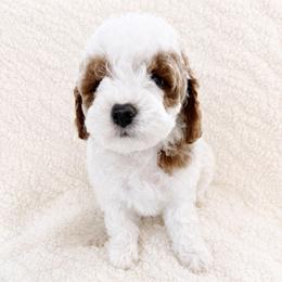 Noah - Blenheim male Cavapoo puppy in Ephrata, Washington from Mustard Seed Doodle Co.