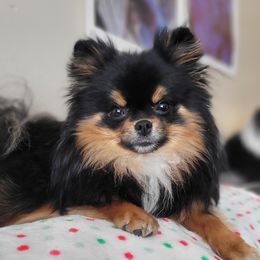 Darby - Pomeranian