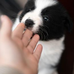 Border Collie Puppies from Hazelwood Border Collies