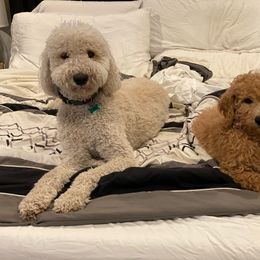 Goldendoodle Puppies from Main Street Goldendoodles
