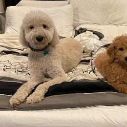 Goldendoodle Puppies from Main Street Goldendoodles