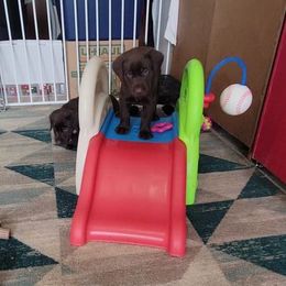 Labrador Retriever Puppies from PSJ Puppies, Holistic Pet Foods