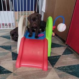 Labrador Retriever Puppies from PSJ Puppies, Holistic Pet Foods