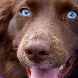 Australian Shepherds from Cold Creek Aussies