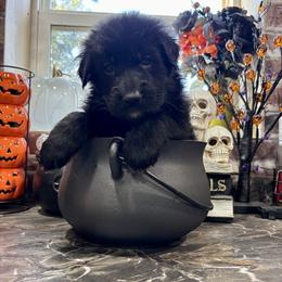 Goblin (4th pick black male) - Black male German Shepherd puppy in Watervliet, Michigan from M&M Shepherd Farms