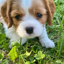 Cavalier King Charles Spaniel Puppies from Blueberry Hill Cavaliers