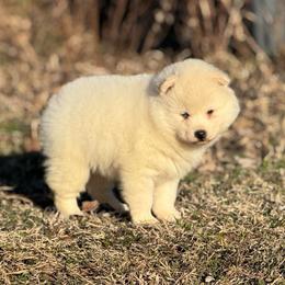 Snowball King of Winter - White male Pomsky puppy in Perkins, Oklahoma from A-Dream Pomsky Kennel