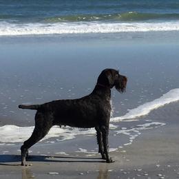 German Wirehaired Pointers and Pudelpointers from Ripsnorter Kennels