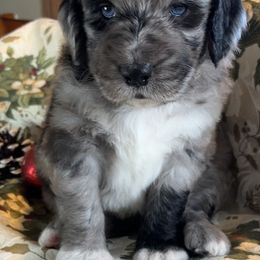 Bobby - Blue merle male Toy Australian Shepherd puppy in La Grande, Oregon from Larsen's Toy Aussies