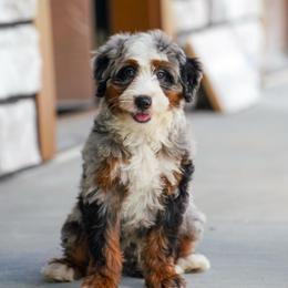 Bugsy - Blue merle male Bernedoodle puppy in Dundee, Ohio from Down Home Doodle