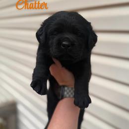Chatter - Black female Labrador Retriever puppy in Lenoir, North Carolina from Wooten Retrievers
