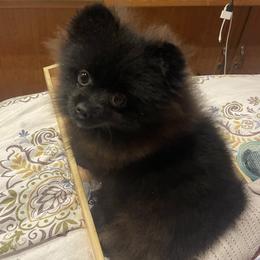 Pomeranian Puppies from Silver’s Reigning Heir Poms