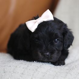 Coco - Black and tan female Cavapoo puppy in Axtell, Texas from Dlm_doodles