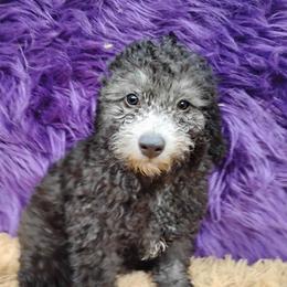 Dusk - Black male Poodle puppy in Neosho, Missouri from Star Light Pups