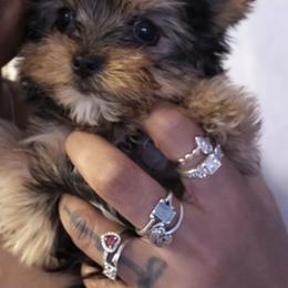 Baby Daisy(pink) - Black and tan female Yorkshire Terrier puppy in Keyser, West Virginia from Bella’s Yorkies