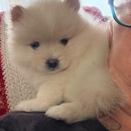 Chance - Cream parti male Pomeranian puppy in Springfield, Missouri from Fluffy Tail Poms