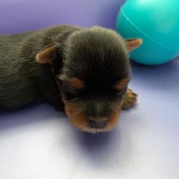 Paul - Black and tan male Yorkshire Terrier puppy in Gatesville, Texas from KontryKritterz Yorkies