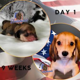 Dachshund Puppies from Always Faithful Dachshunds