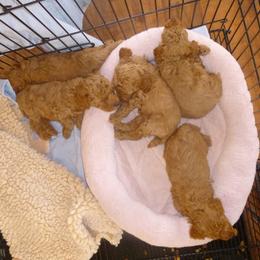 Poodle Puppies from Shiann Poodles