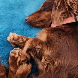 Cocoa - Dachshund