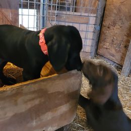 Girl 1 - pink collar - Black German Shorthaired Pointer puppy in Ashville, Ohio from Joyce Shively
