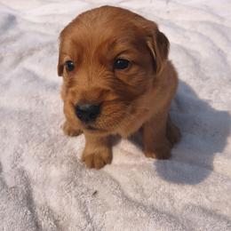 Sage-Mint collar (1st pick female) - Dark golden female Golden Retriever puppy in Tenino, Washington from Oak River Goldens'