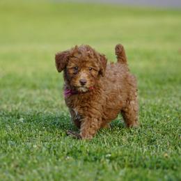 Tulip - Red  female Goldendoodle puppy in Augusta, West Virginia from Creation Goldedoodles