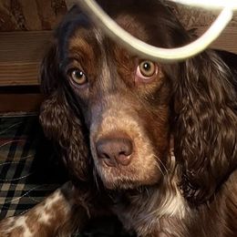 English Springer Spaniels from Sue's Springers