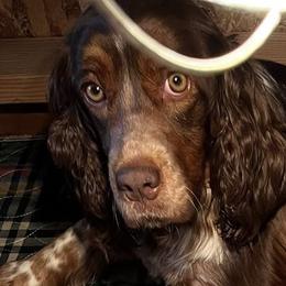 English Springer Spaniels from Sue's Springers