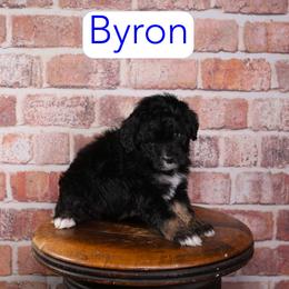 Byron - Black phantom male Aussiedoodle puppy in Calhoun, Georgia from Happy Top Doodles